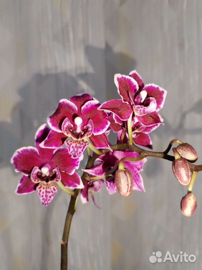 Орхидея фаленопсис