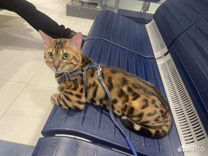 Бенгальский кот вязка