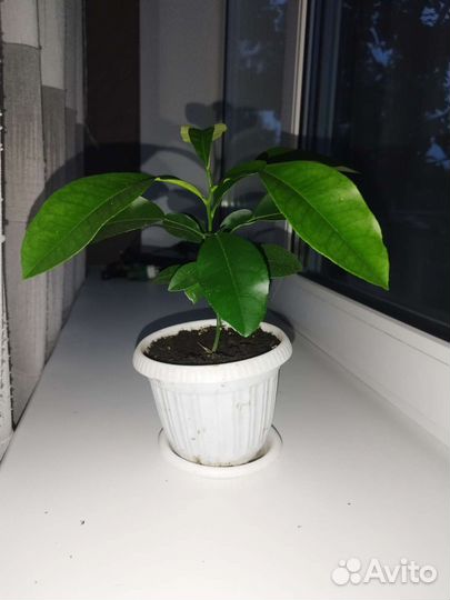 Грейпфрут сорт Маршал(плодоносящий)