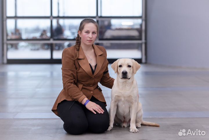 Кинолог Хендлер Зоопсихолог Передежка собак