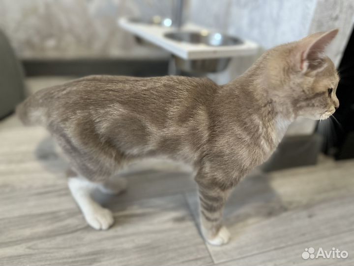 Котенок в добрые руки