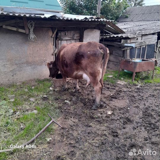 Корова дойная с теленком