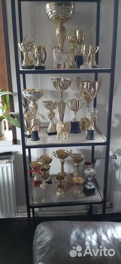 Передержка домашних животных. Загородный дом