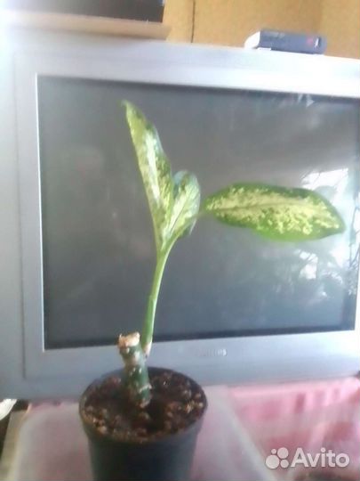 Диффенбахия