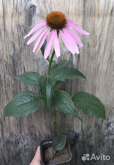 Эхинацея пурпурная