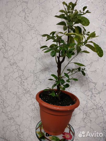 Лимонное дерево