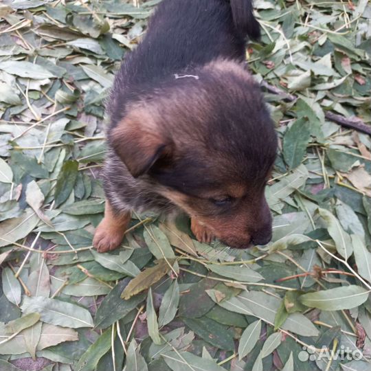 Отдам в добрые руки