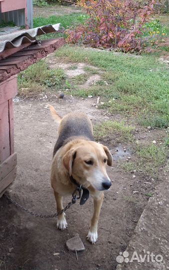 Отдам в добрые руки (русская гончая)