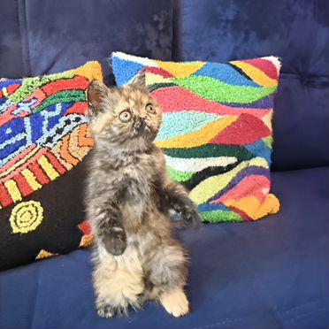Экзотический короткошёрстный котёнок