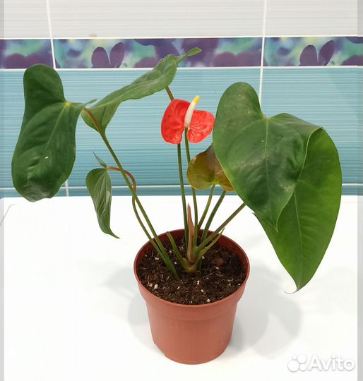 Антуриумы разные