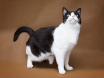 Трехлапая особенная Мура. Черно белая кошка