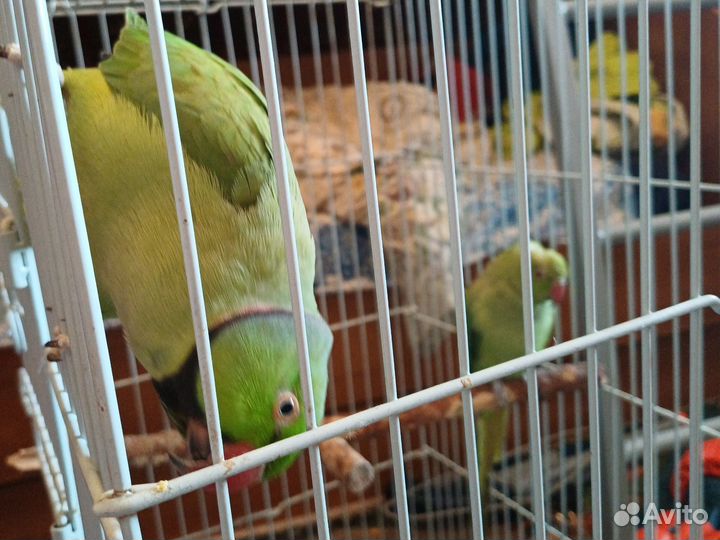 Ожереловый попугай