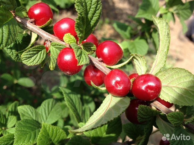 Саженцы войлочной вишни