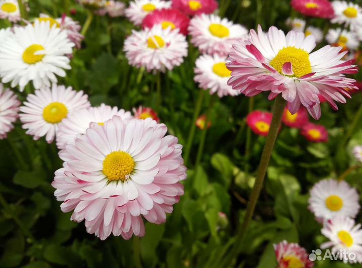 Маргаритки, Райграс, Очиток розовый