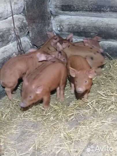 Поросята