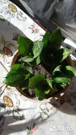 Цветок Сансевиерия Ханни (тещин язык, щучий хвост)