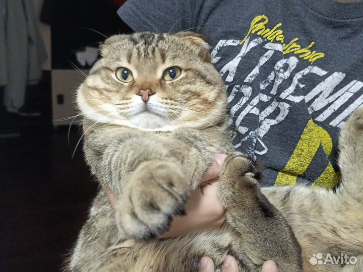 Шотландский кот вязка