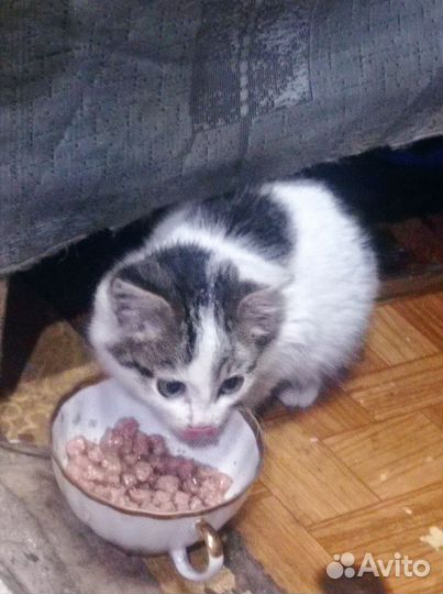 Котёнок в дар бесплатно