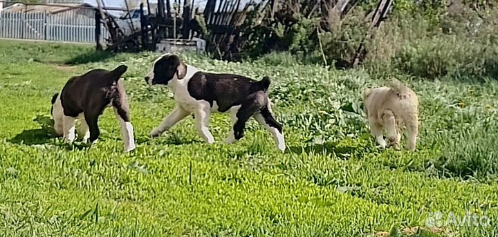 Среднеазиатская овчарка алабай щенки