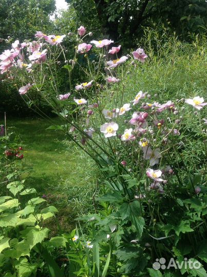 Многолетние цветы для сада