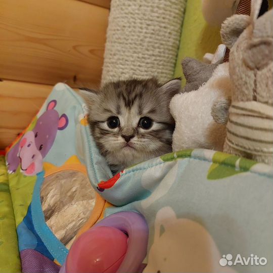 Шотландские котята