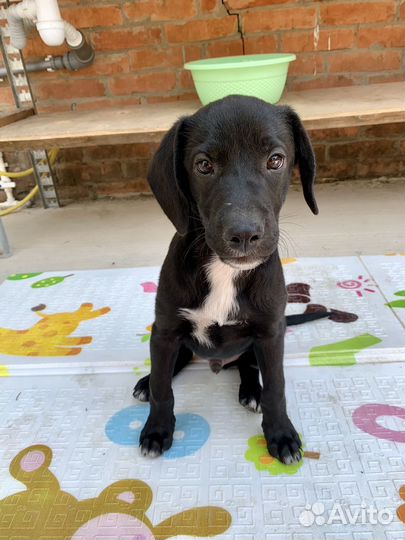 Отдам в добрые руки метис Лабрадора