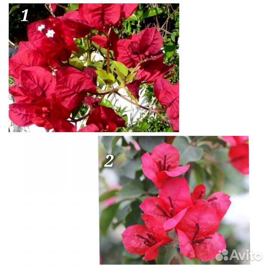 Бугенвиллии