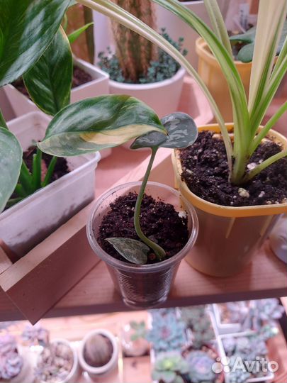 Сциндапсус