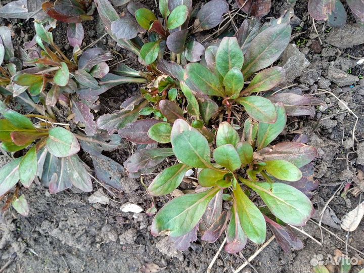 Энотера желтая