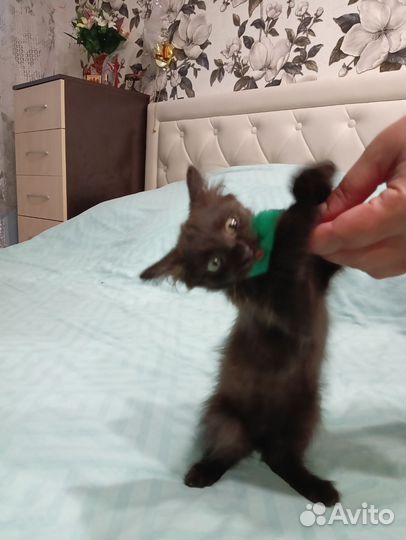 Котик в добрые руки