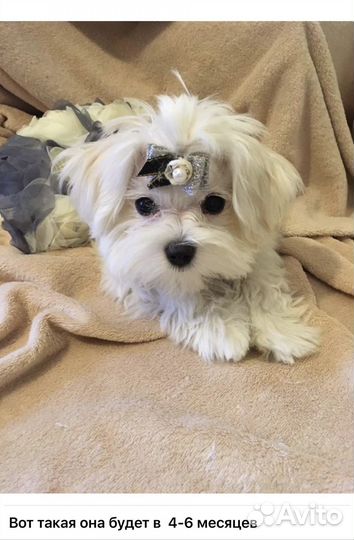 Щенки мальтезе мини
