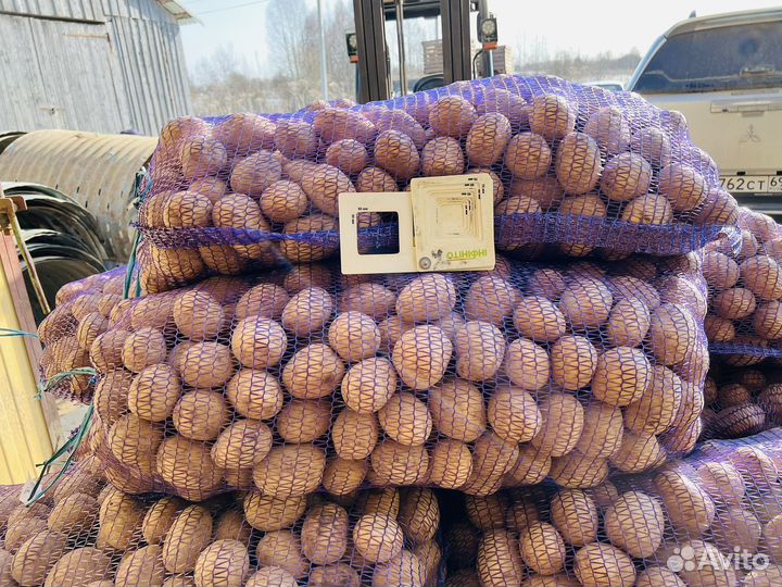 Картофель продовольственный Гала