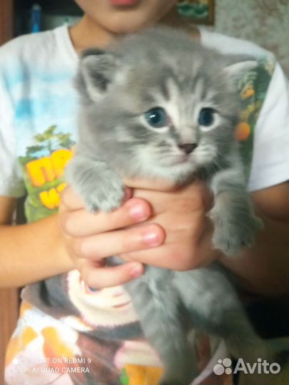 Котята британцы