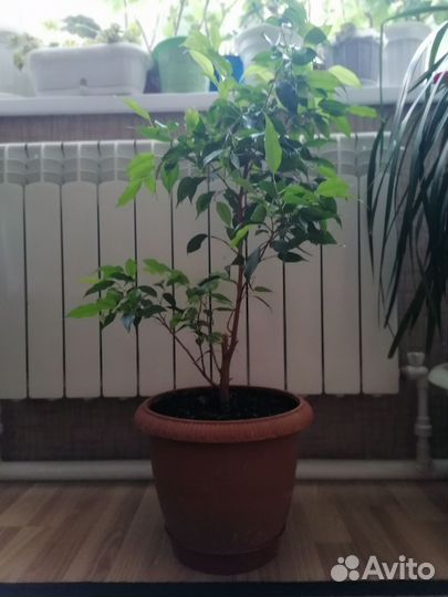 Фикус бенджамина