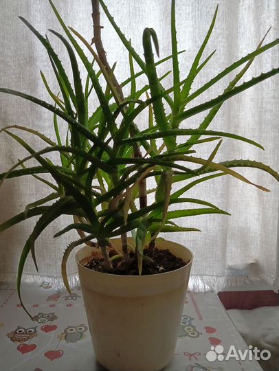 Алоэ (столетник)