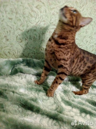 Бенгальские кошки