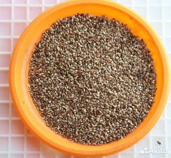 Семена ели обыкновенной