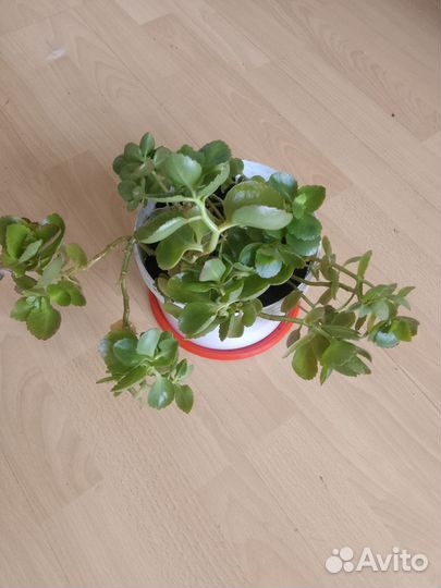 Комнатные цветы