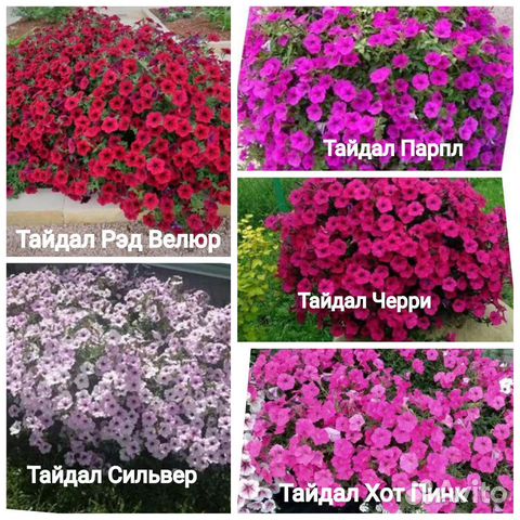 Ампельная петуния и Тайдалы