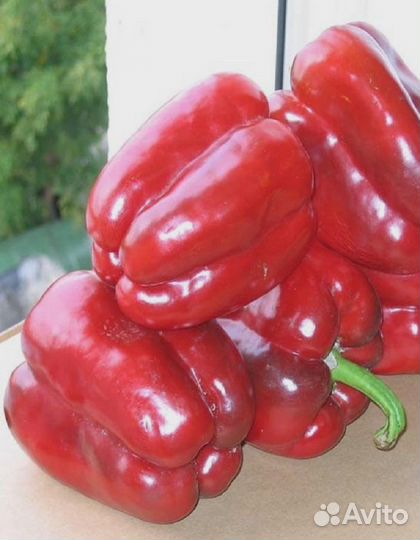 Перец сладкий Клаудио F1 (Nunhems) 5 шт, цв.п