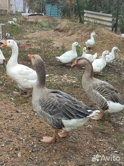 Утки муларды гуси