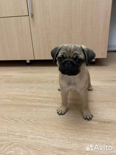 Щенки мопса