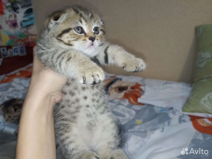 Шотландская