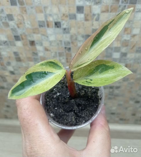 Строманта Мультиколор