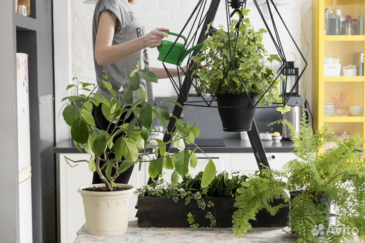 Уход за комнатными растениями