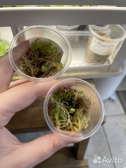 Алоказия фрайдек вариегатная, Жаклин клубни