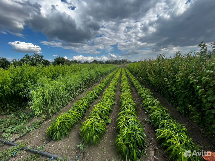 Саженцы колоновидного персика