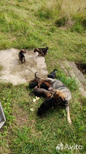 Собака с щенками