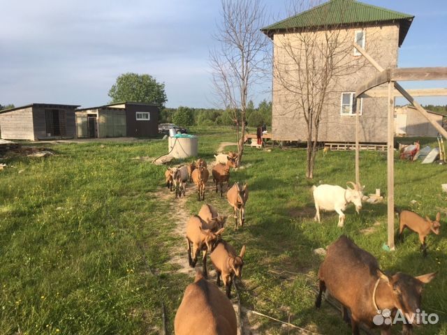 Фермерское хозяйство