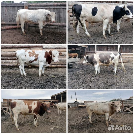 Продам быков